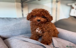Toy Poodle dogs for sale: Purebred Toy Poodles Puppies Loving Homes! - Image 18