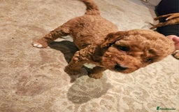Cavapoo dogs for sale: Cavapoo Puppies  - Image 8