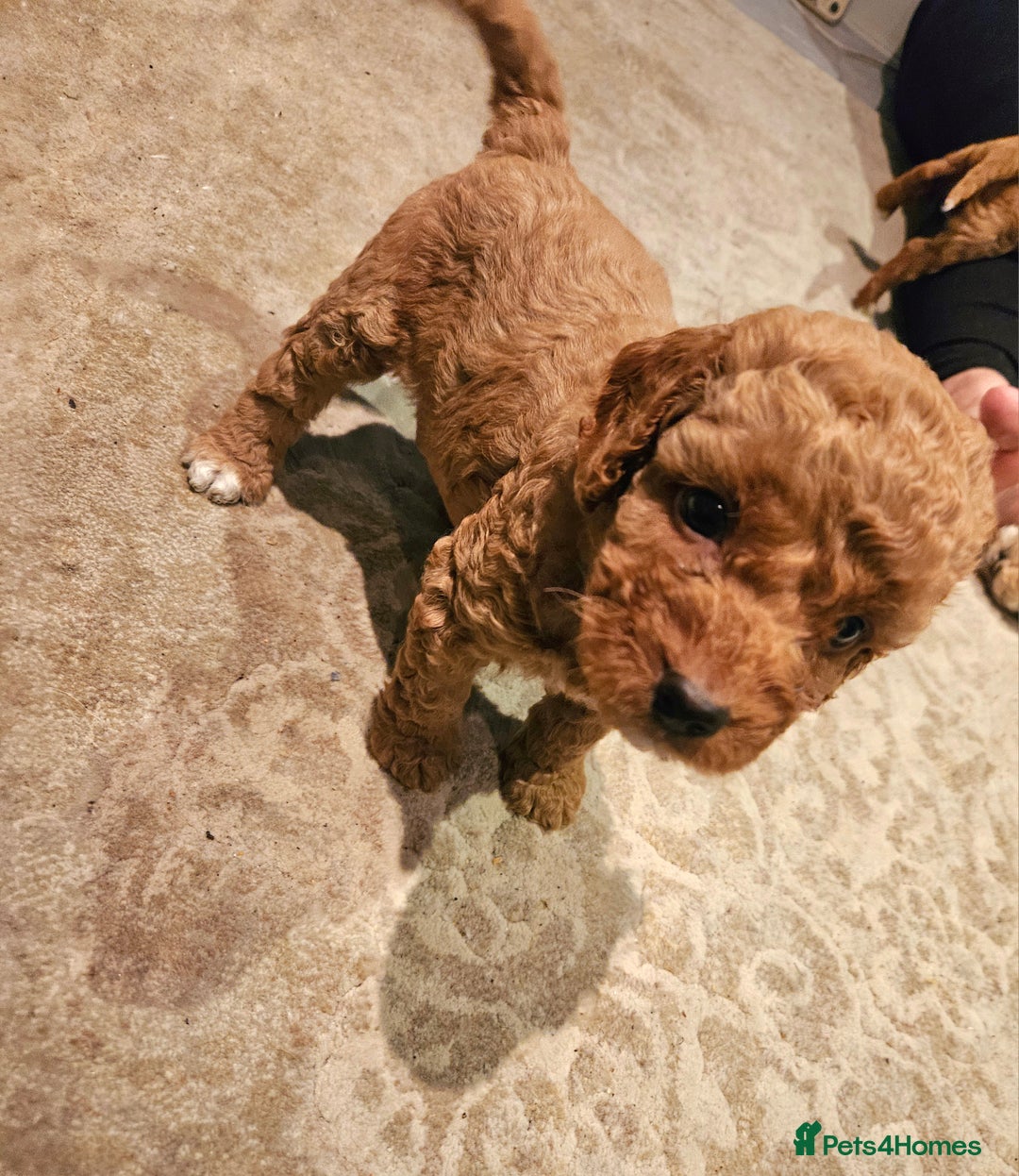 Cavapoo dogs for sale: Cavapoo Puppies  - Image 8