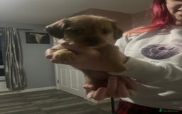 Mixed Breed dogs for sale: Dachshund crosses for sale  - Image 1