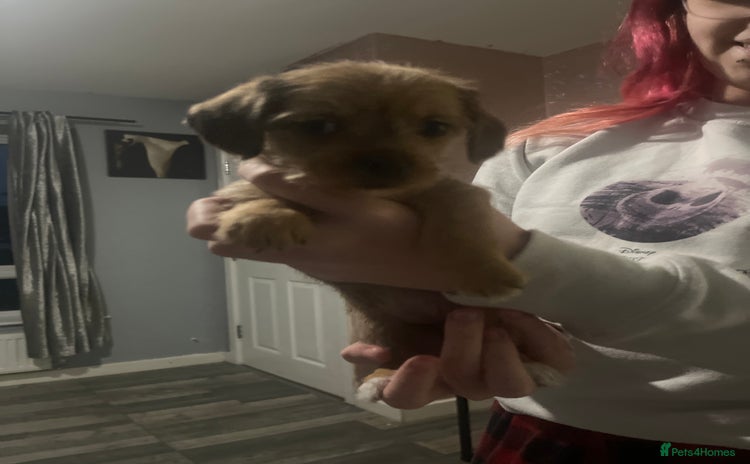 Mixed Breed dogs - Advert 6