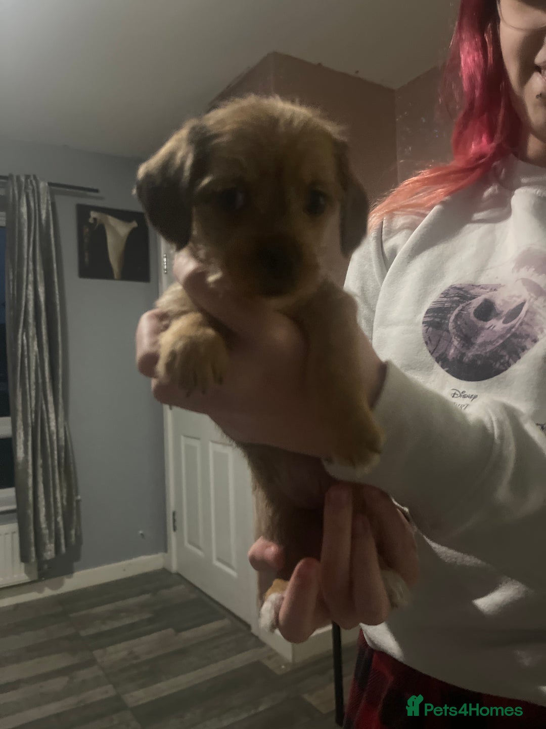 Mixed Breed dogs for sale: Dachshund crosses for sale  - Image 1