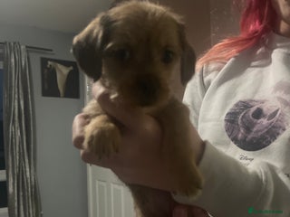 Mixed Breed dogs for sale - Advert 1