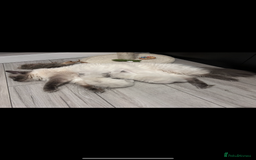 Ragdoll cats for sale: 2 female blue bicoloured ragdolls for sale🤍 - Image 11