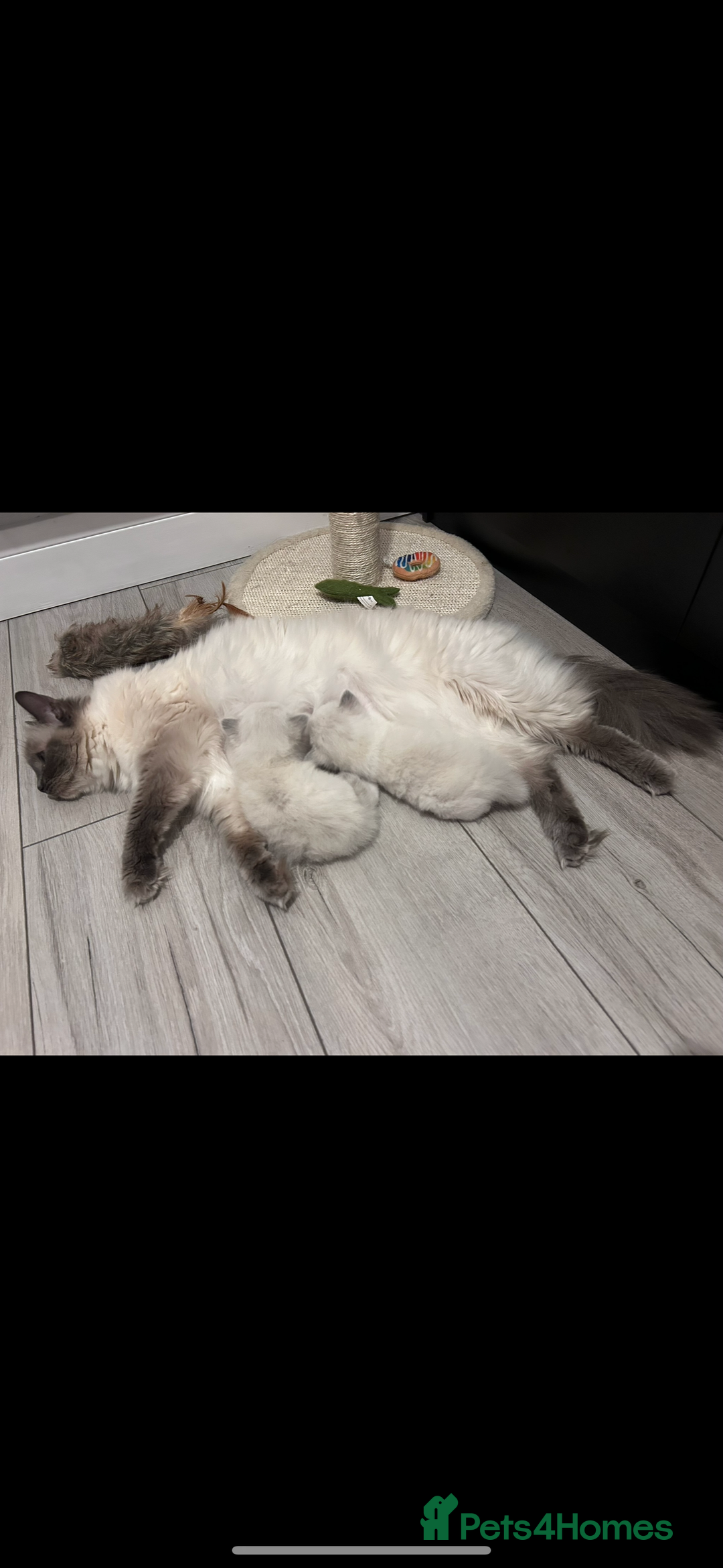 Ragdoll cats for sale: 2 female blue bicoloured ragdolls for sale🤍 - Image 11