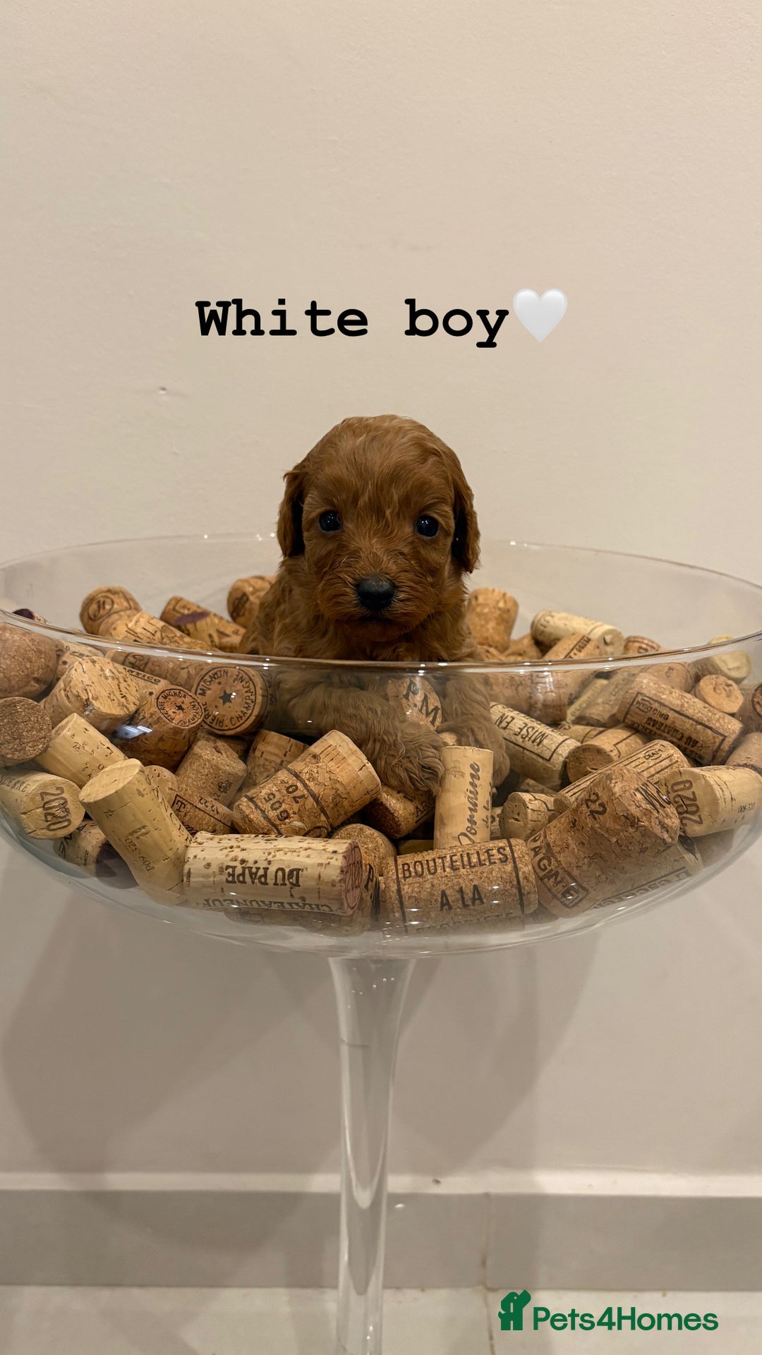 Cockapoo dogs for sale: Beautiful fox red cockapoo puppies - Advert 5