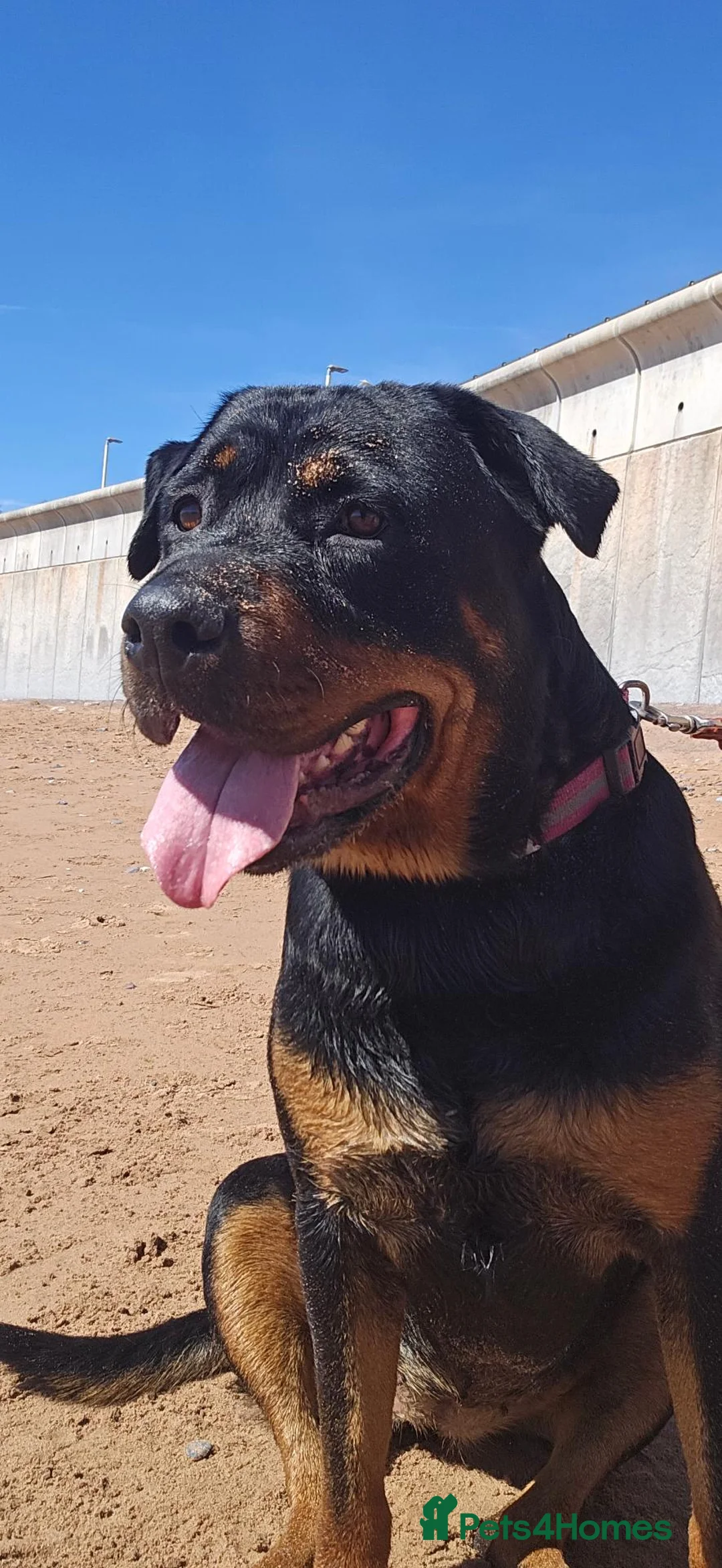 Rottweiler dogs for sale: 5 year old Rottweiller Female in Esher - Advert 3