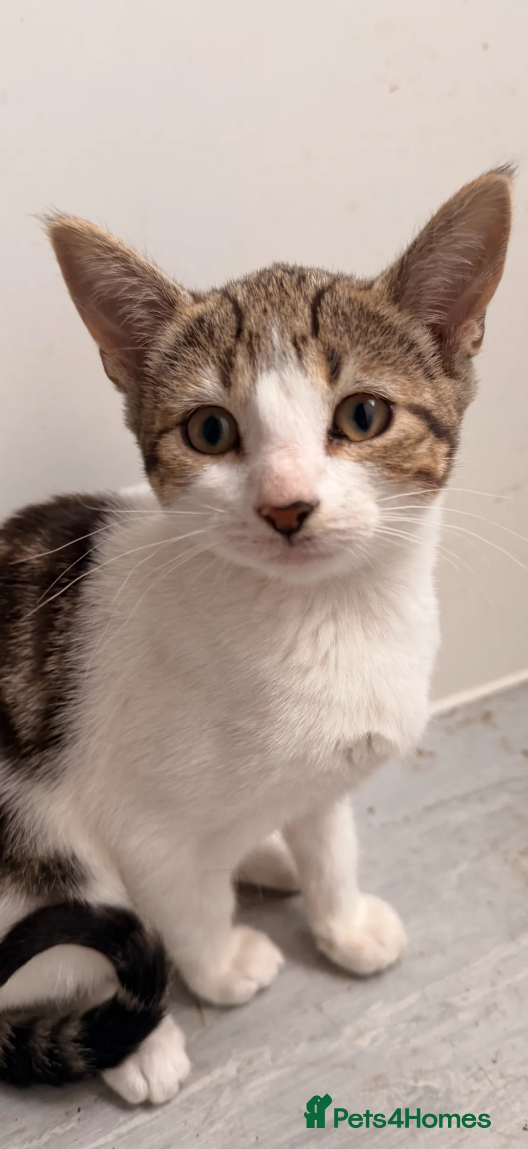 Bengal cats for sale: Bengal cross kittens  in Fareham - Advert 7