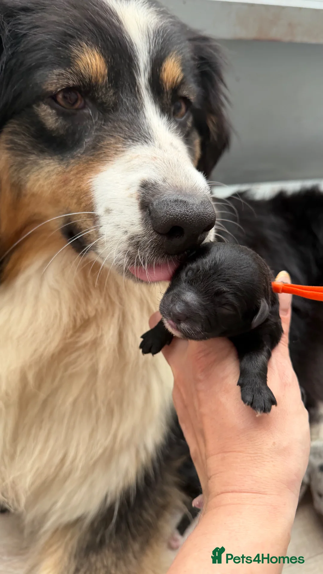 Aussiedoodle dogs for sale: Aussiedoodle F1 Health Tested KC registered parent in Leeds - Advert 29