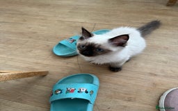 Ragdoll cats for sale: GCCF ragdoll seal point girl - Image 3