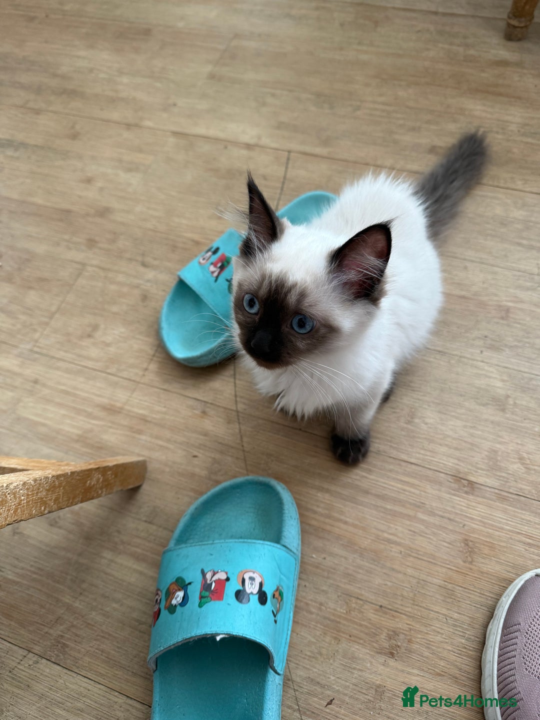 Ragdoll cats for sale: GCCF ragdoll seal point girl - Image 3