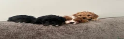Cavapoo dogs for sale: EXQUISITE & VERY UNUSUAL CAVAPOO PUPPIES  - Advert 11