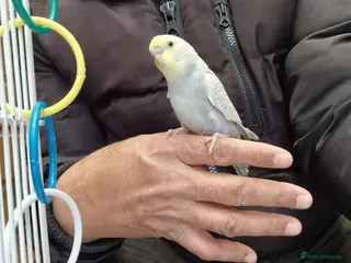 Budgerigars birds Super silly hand tamed budgies for sale - Advert 12