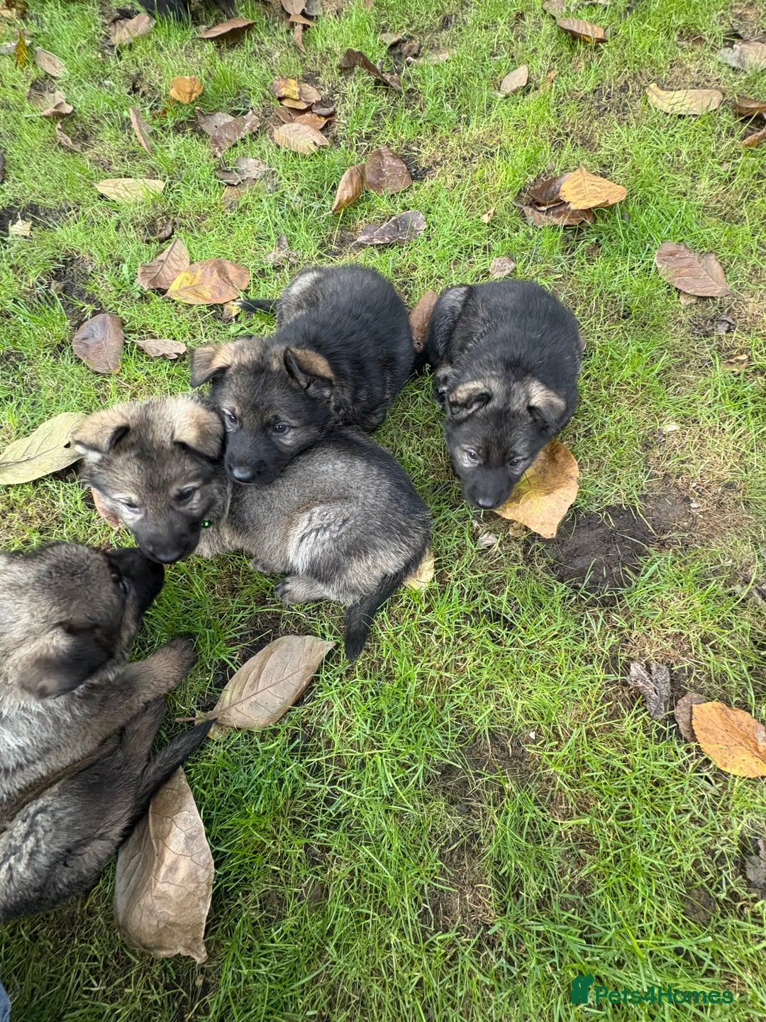 German Shepherd dogs for sale: 10 amazing german shepherd puppies - Advert 16