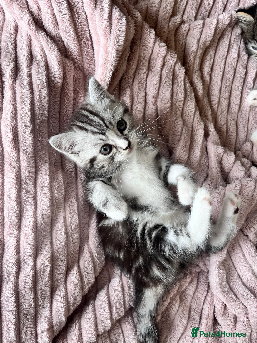 Persian cats for sale: Persian Kitten 2 - 1 Silver Doll Faced X Persian female  - Image 15