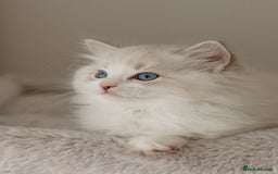 Ragdoll cats for sale: Amazing Ragdoll kittens - Image 25