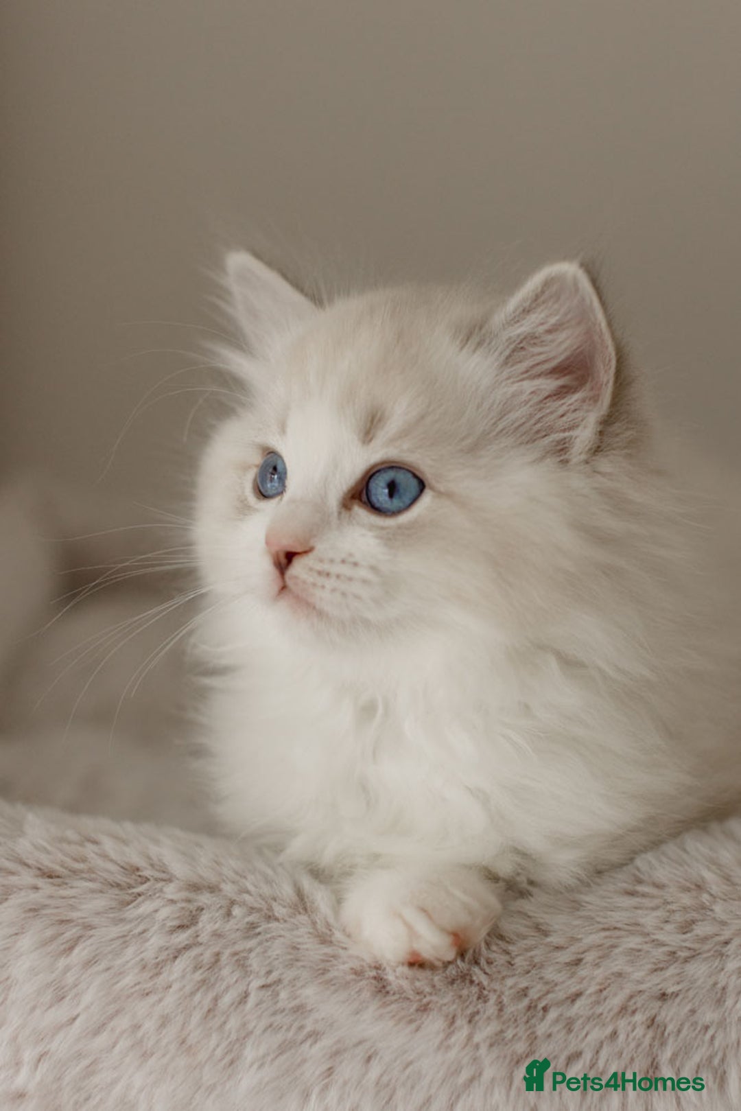 Ragdoll cats for sale: Amazing Ragdoll kittens - Image 25