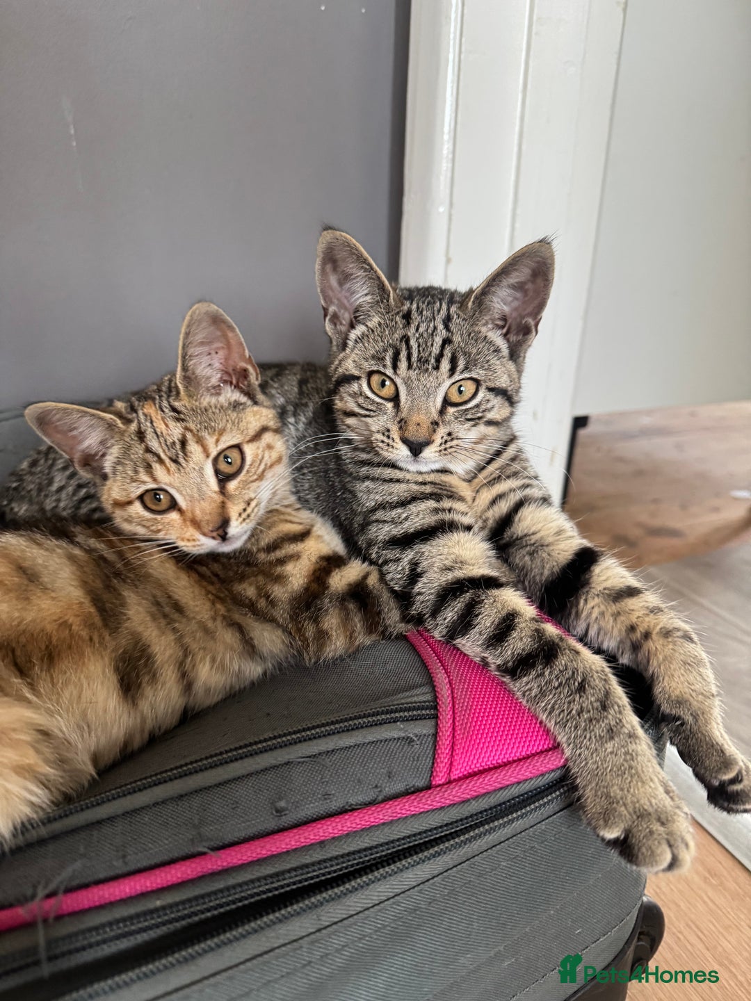 Mixed Breed cats for sale: 3 female kittens for sale - Image 4