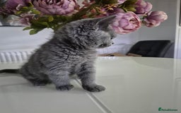 British Shorthair cats for sale: GCCF REGISTERED ACTIVE British Shorthair Female - Image 4