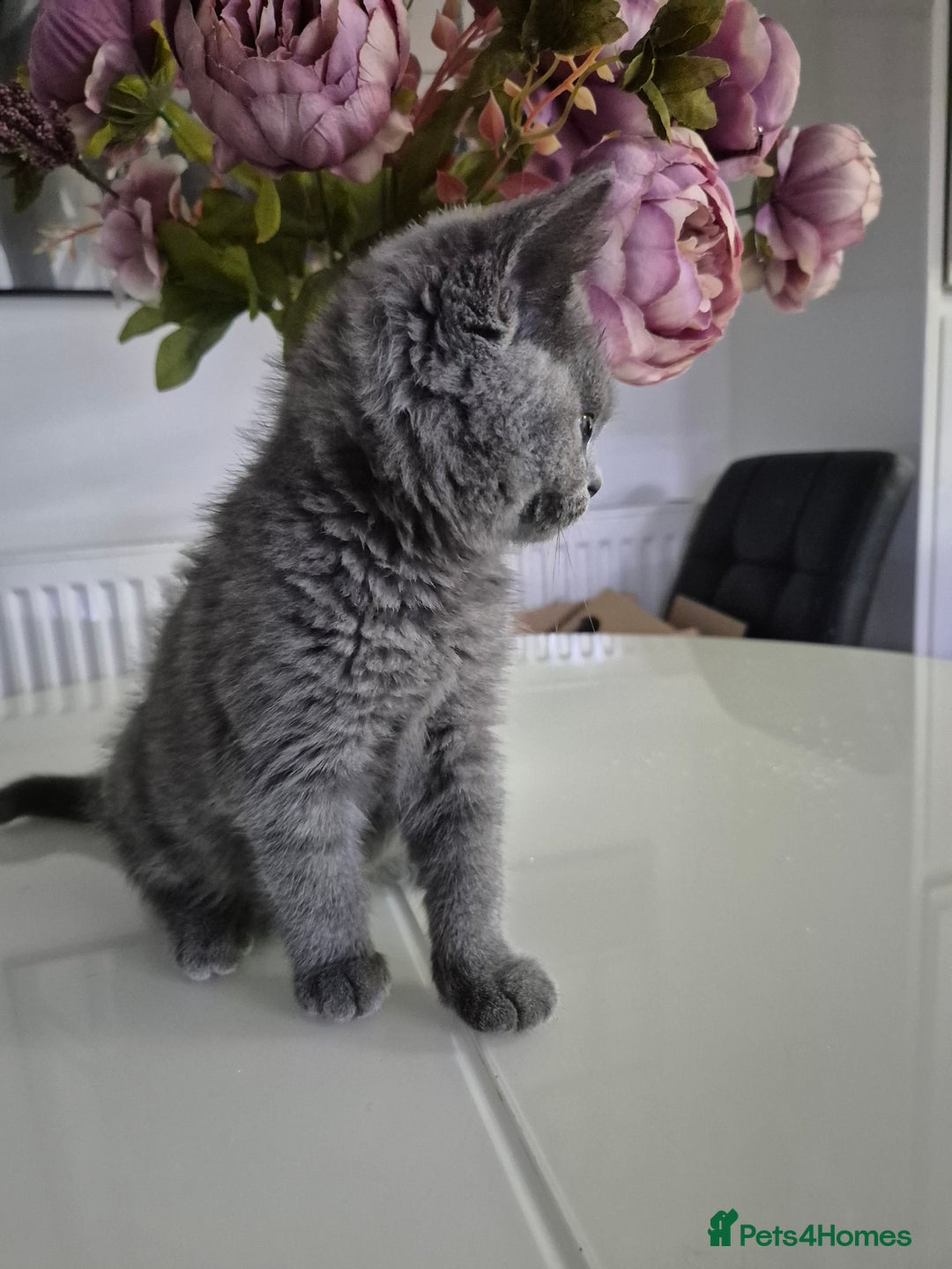 British Shorthair cats for sale: GCCF REGISTERED ACTIVE British Shorthair Female - Image 4