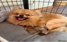 Pomeranian dogs for sale: *READY NOW!* 2 Beautiful Pomeranian Puppies - Image 7