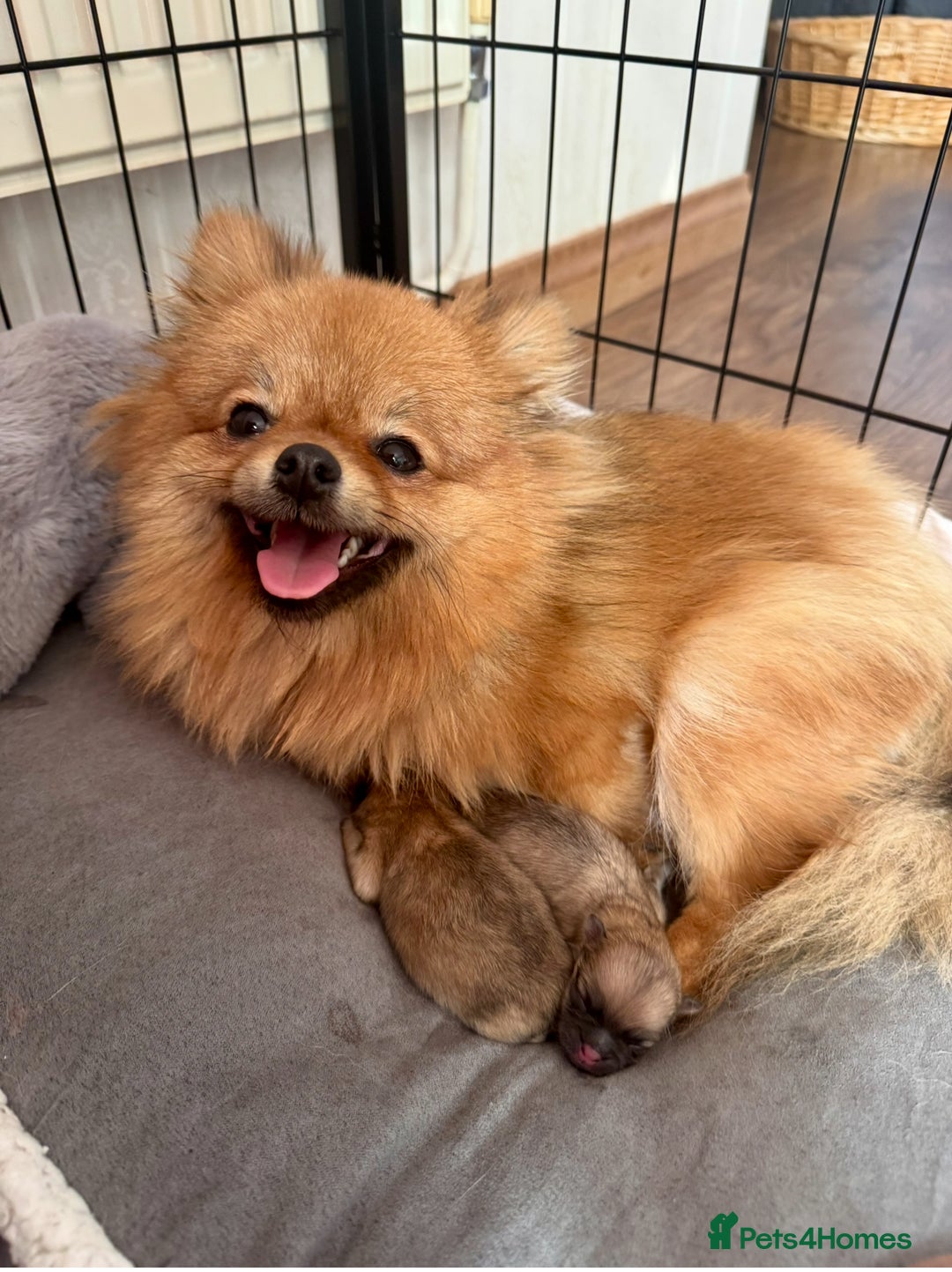Pomeranian dogs for sale: *READY NOW!* 2 Beautiful Pomeranian Puppies - Image 7