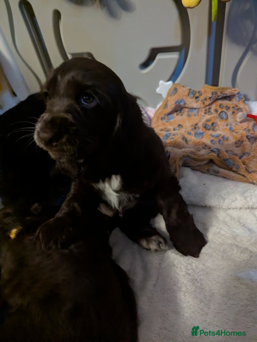 Cocker Spaniel dogs for sale: LAST ONE GIRL NEW🏠Kc reg English Cockerspaniel 🏠 - Advert 4