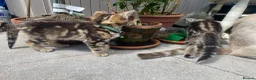 Bengal cats for sale: Two gorgeous bengal boys left READY NOW - Advert 19