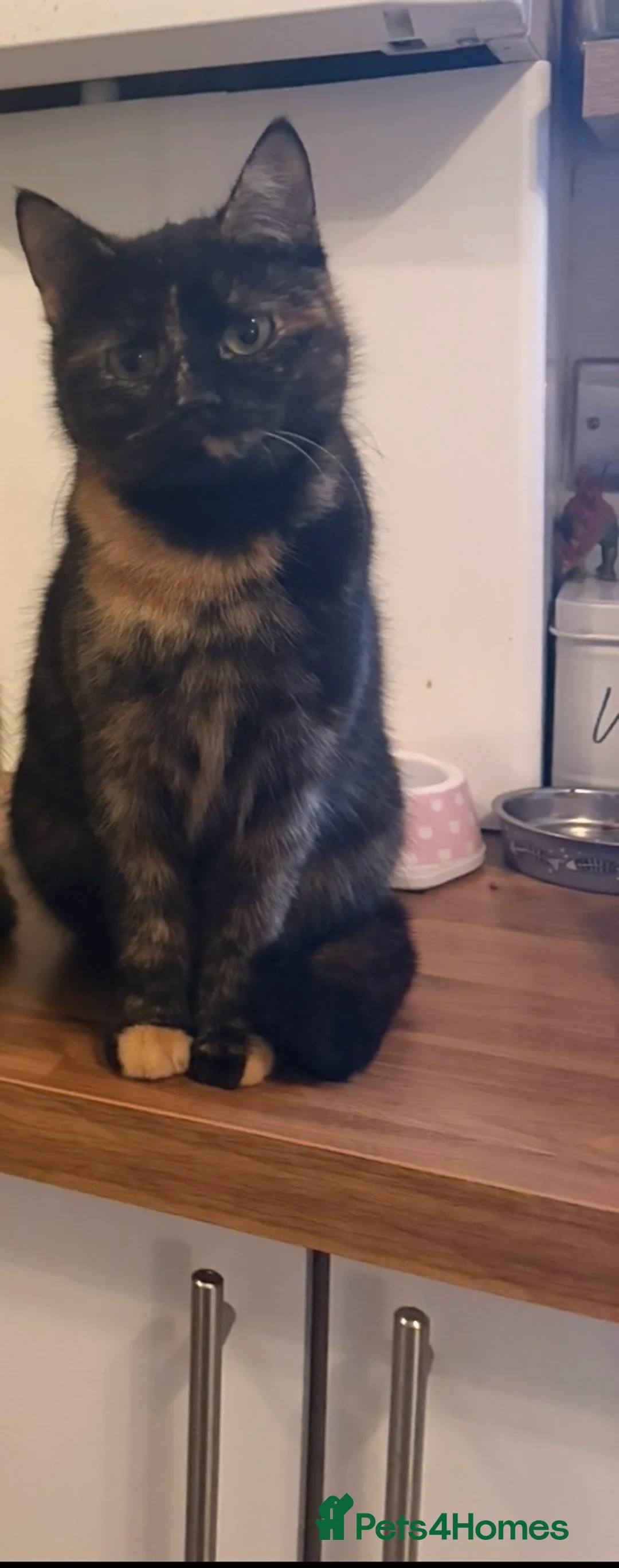 Mixed Breed cats for sale: Kitten’s  - Advert 1