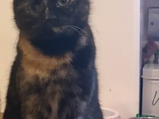 Mixed Breed cats Kitten’s - Advert 1