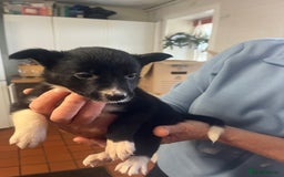 Border Collie dogs for sale: 7 collie puppies available end of October  - Image 7