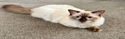 Ragdoll cats for sale: GCCF REGISTERED RAGDOLL BOY - Advert 2