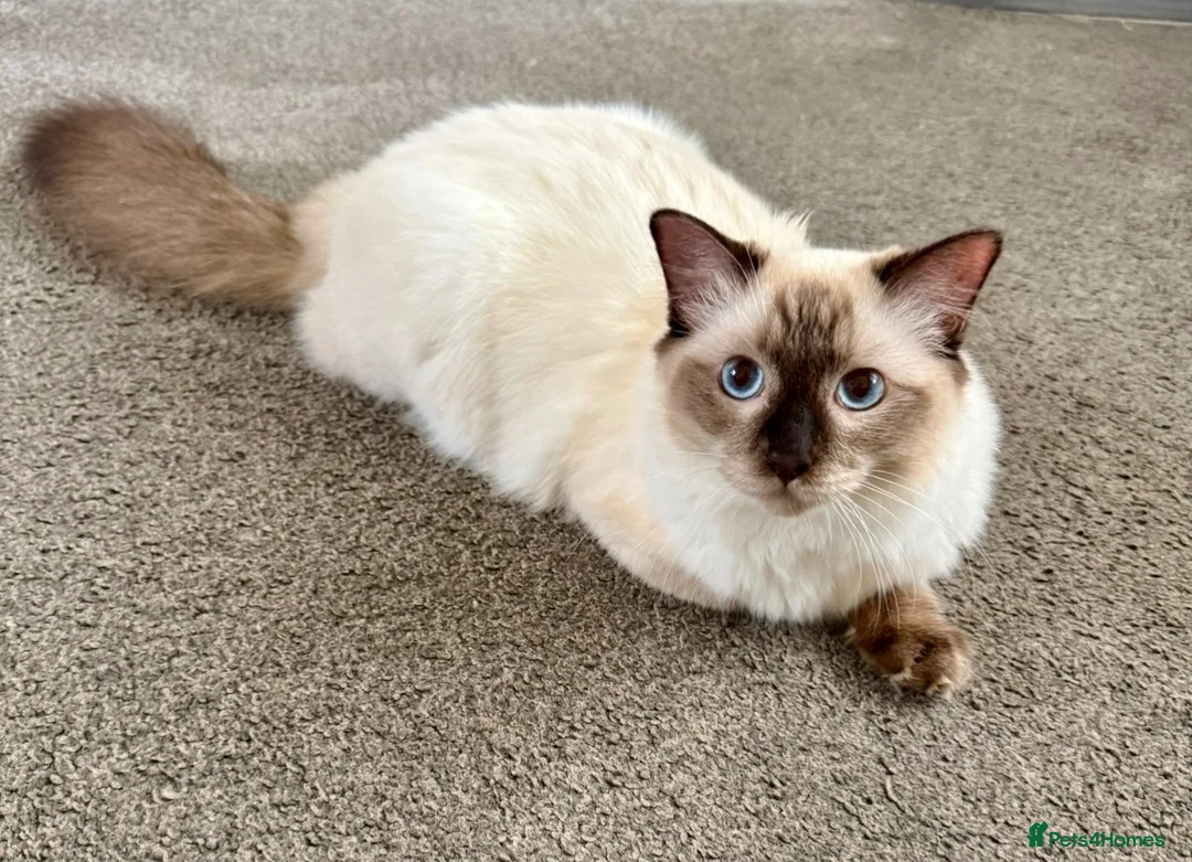 Ragdoll cats for sale: GCCF REGISTERED RAGDOLL BOY - Advert 2