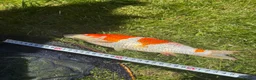 Koi Carp fish for sale: Pond closure in Dudley - Advert 8