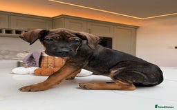 Cane Corso dogs for sale: Beautiful Cane Corso Puppies - Advert 8