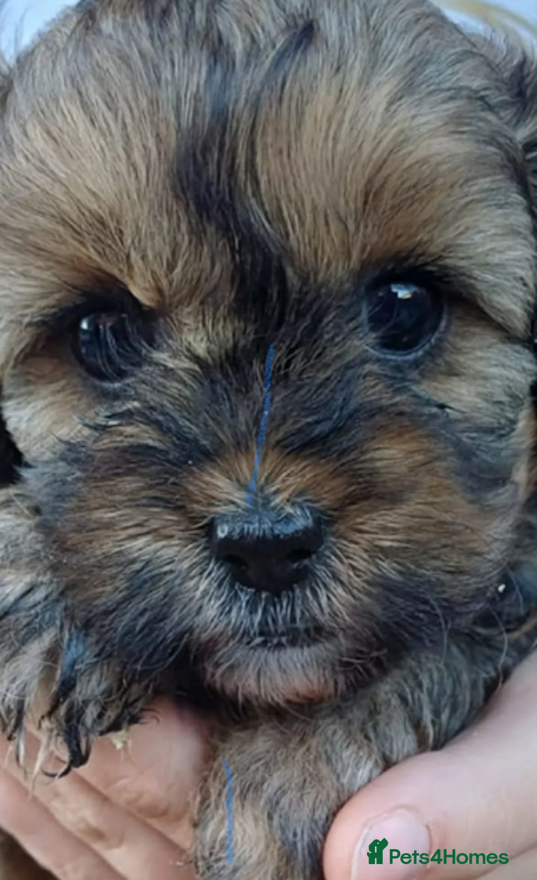 Cavapoo dogs for sale: Last 3 beautiful f1b Cavapoo - Advert 17