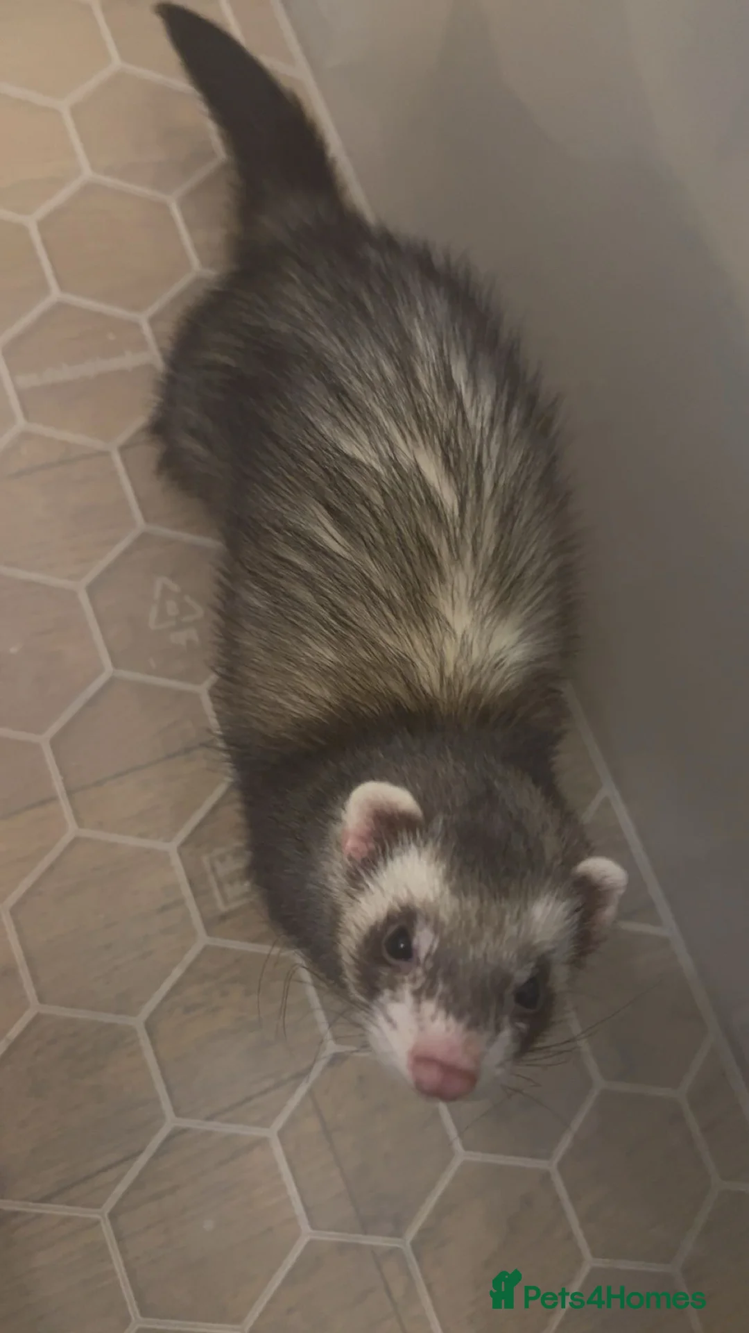 Ferret rodents for sale: Baby ferrets for sale (parents in the photos) - Advert 2