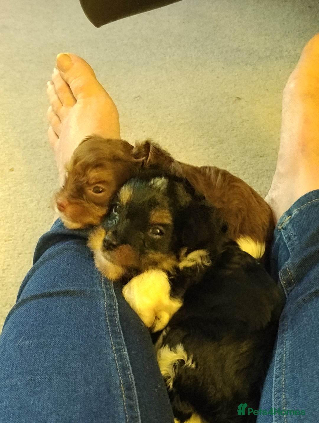 Biewer Terrier dogs for sale: 4 biewer Yorkshire terrier puppies for sale  - Advert 5