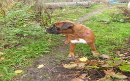 Boxer dogs for sale: Boxer girl for rehome - Image 2