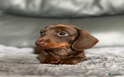 Miniature Dachshund dogs for sale: Miniature Dachshund puppies  - Image 4
