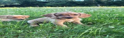 Labradoodle dogs for sale: Now ready miniature labradoodles  - Advert 14