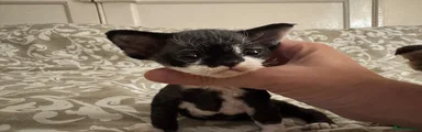 Enchantirex Born Free