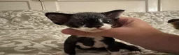 Devon Rex cats for sale: 2026 Devon Rex litters  - Advert 7