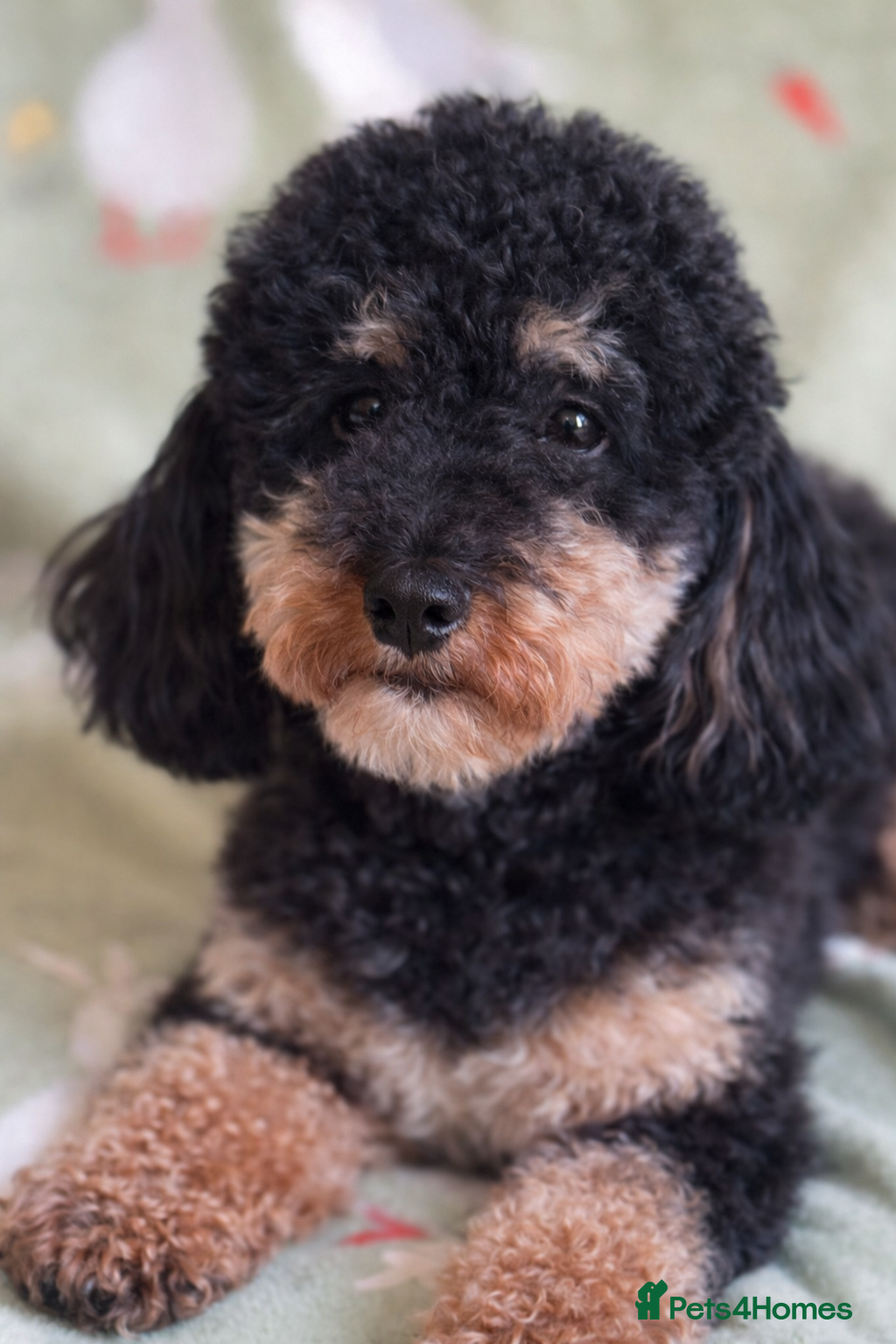 Cavapoo dogs Cavapoo’s - Advert 2