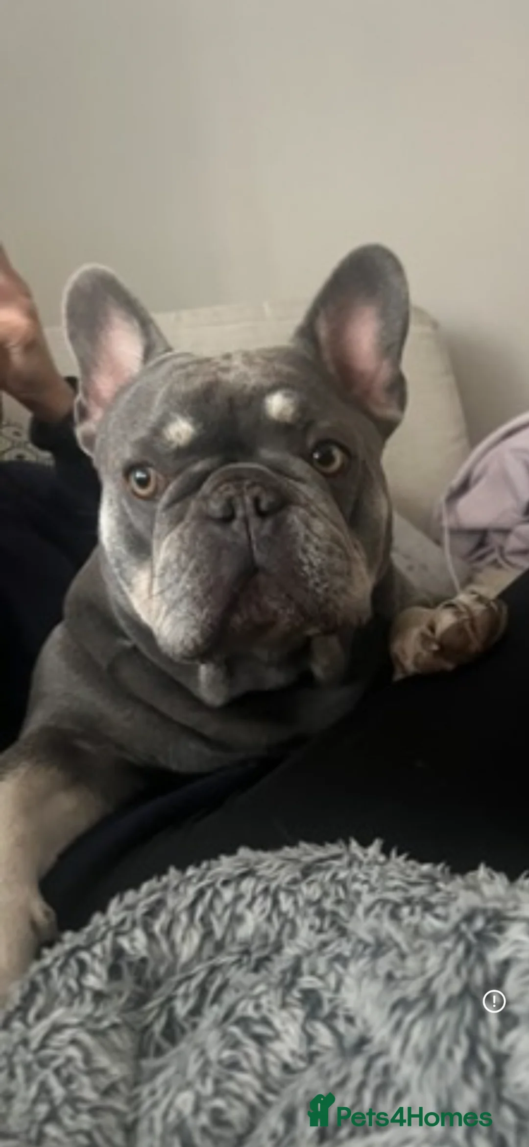 French Bulldog dogs for sale: French Bulldog 1 male remaining - Advert 6