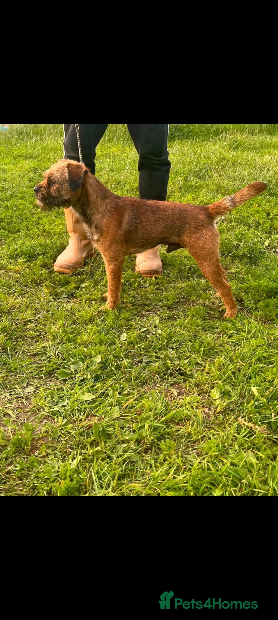 Border Terrier dogs Kc border stud - Advert 6