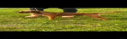 Border Terrier dogs for stud: Kc border stud - Advert 1