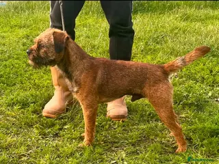Border Terrier dogs Kc border stud - Advert 6