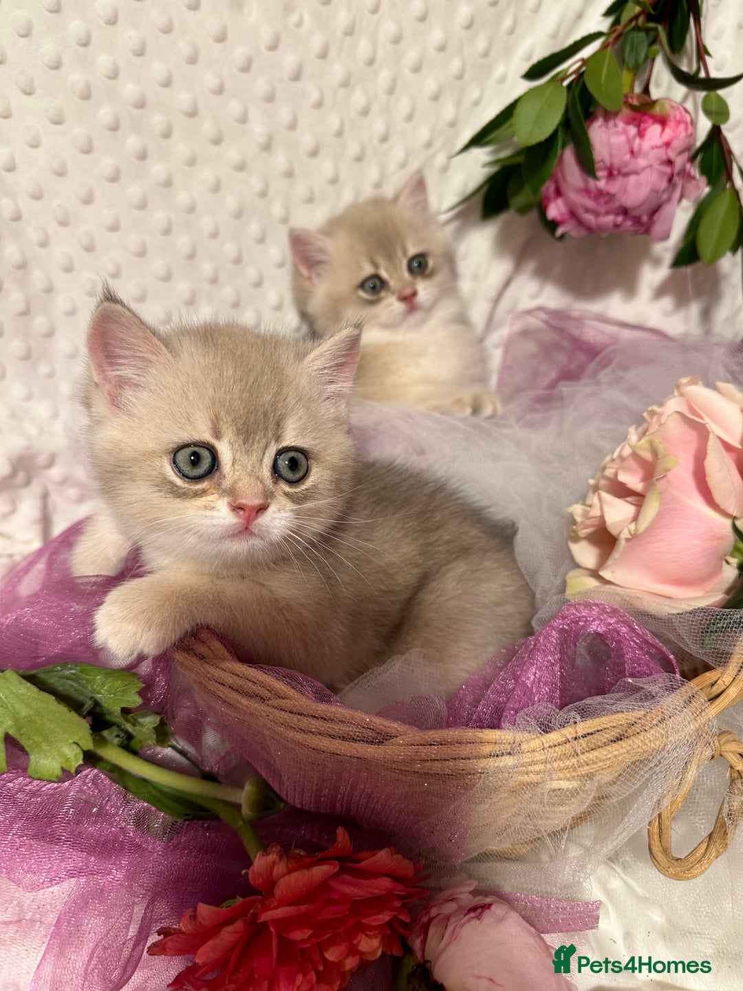 British Shorthair cats for sale: Two Blue Gold Boys  - Advert 4