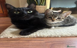 British Shorthair cats for sale: Beautiful kittens for sale  - Image 2